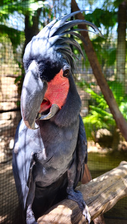 Black-crested cockatoo sits on wooden stickの写真素材