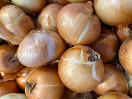 Close up of a bunch of onions on a market stall in the Netherlandsの写真素材