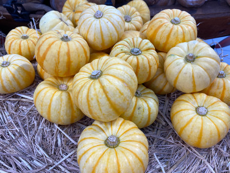 Pumpkin on the market in autumn, closeup of photoの写真素材