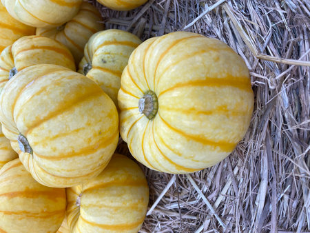 Pumpkin on straw background. Autumn harvest. Close-up.の写真素材