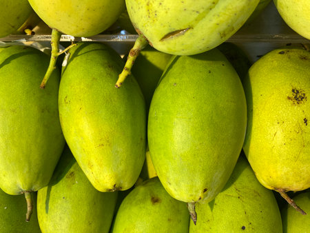 Green and slightly yellowish mangoes (Mangifera indica) at market for saleの写真素材