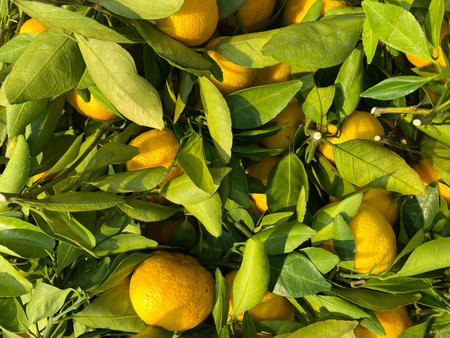Ripe tangerines on the branches of a tree in the gardenの写真素材