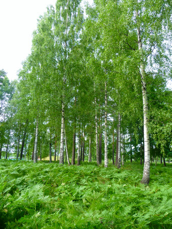 Birch forest in summer with green grass and blue sky backgroundの写真素材