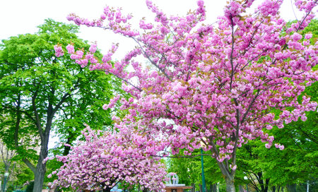 Beautiful pink flowers of a blossoming tree in the park.の写真素材