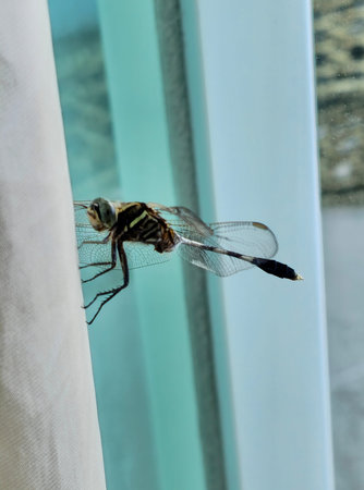 Dragonfly on the window in the morning. Selective focus.