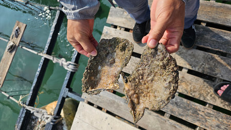 Hands holding oyster open on wooden pier.の写真素材