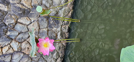 Pink lotus flower in the pond with stone wall, Thailand.の写真素材