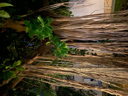 Dramatic Banyan tree with numerous hanging aerial roots and lush green leaves at night.