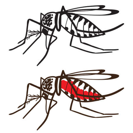 Insect Mosquito Aedes aegypti. The Zika virus carrier. Mosquito isolated on white background. Ideal for informational and institutional sanitation and related care.のイラスト素材