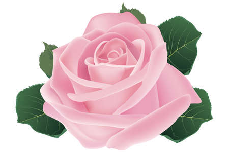 Pink rose blossom - Illustrationのイラスト素材