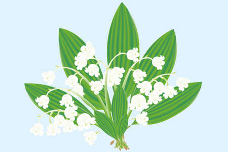 Hand-drawn realistic Illustration of a bouquet of the Lily of the valleyのイラスト素材
