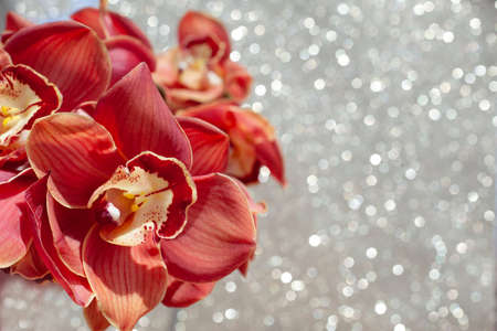 Beautiful bunch of brown orchids on sparkling background. Cymbidium named Victoria. Flower composition with copy space.の写真素材
