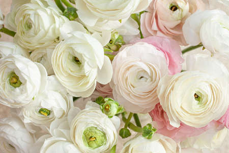 Elegance ranunculus background. Beautiful flowers composition in pastel colors: white and light pink. Perfectly for Birthday Womens and Valentines Day Anniversary. Top view.の写真素材
