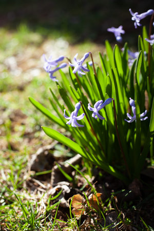 First Spring flowers, blooming in a garden. Beautiful morning light on light blue buds. Close up.