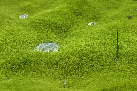 Water drops on green mossの写真素材