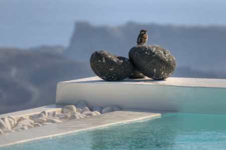 Small bird over a stone on a swimming poolの写真素材