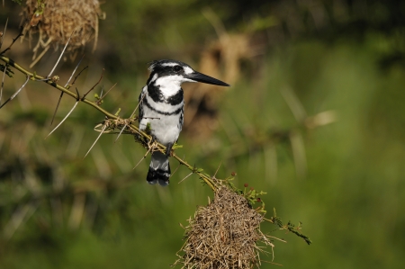 A litle kingfisher standing on a branch, on a river of Uganda. It's possible to see also a nest at top left of image の写真素材