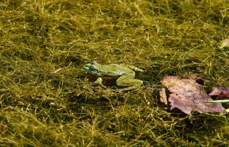 Green frog (Rana esculenta) in sunny ditch with tree leaf. Partly underwater view by circular polarizing filter.の写真素材