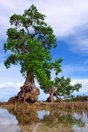 Lone mangrove tree on a tropical Asian beach with a pond in front and an azure sky with clouds in the background.の写真素材