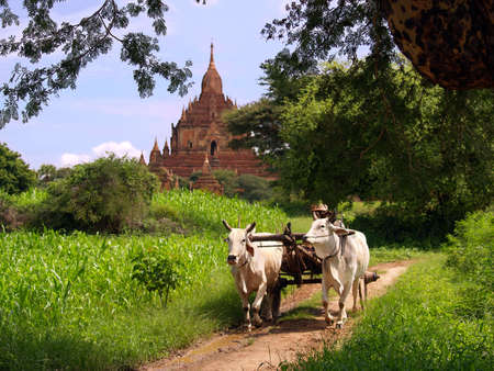 Rural vintage scene of Myanmar (Burma), near Bagan, with temple ruins in the background and a farmer with his oxen in front.の写真素材