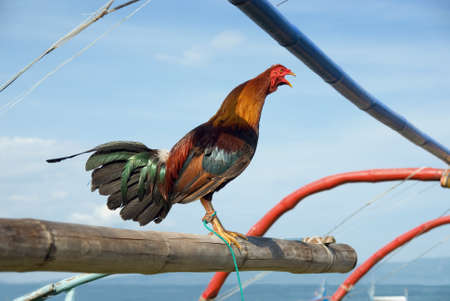 Crowing Asian exotic fighting cock or rooster guarding fishermens boats on a tropical beach.の写真素材