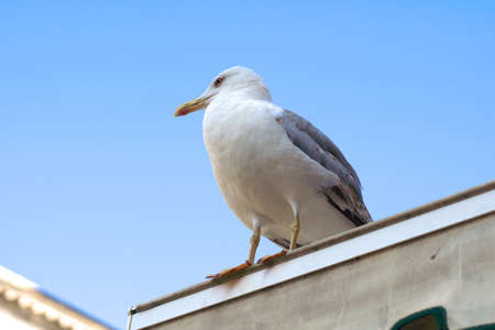 Gull sits on the edge of the building against the blue sky and look into the distanceの写真素材