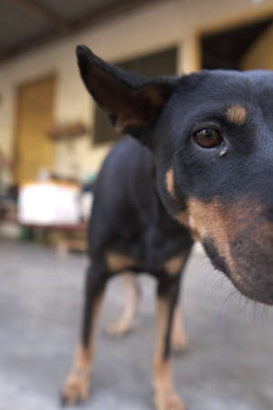 black dog with a long noseの写真素材