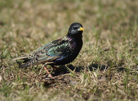 small birdの写真素材