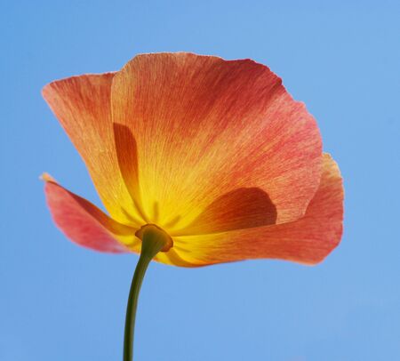 flower on sky background             の写真素材