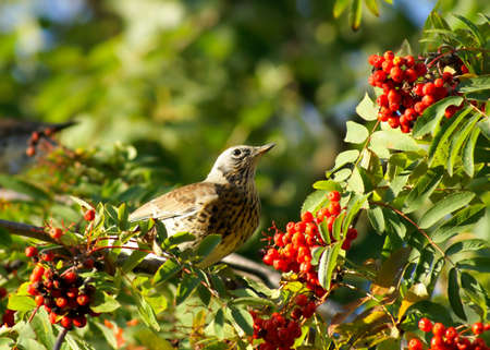 Berries of a rowan and bird         の写真素材