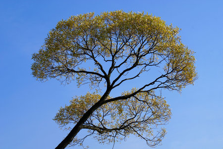 single tree  on clear sky background