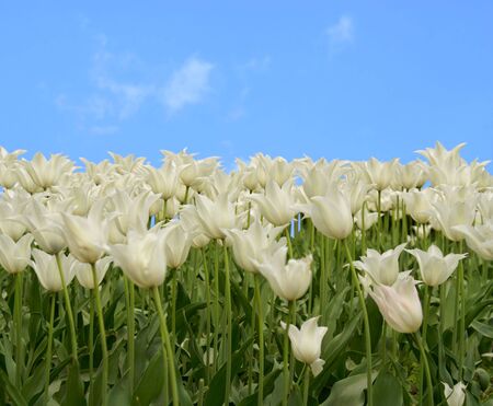 white tulips の写真素材