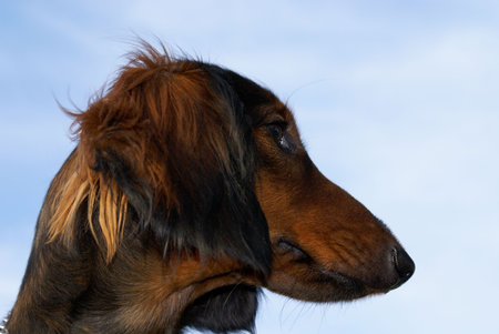 dog portrait          