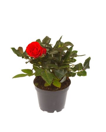 rose in pot isolated on white backgroundの写真素材