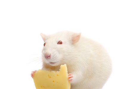 fun white rat with cheese isolated on white backgroundの写真素材