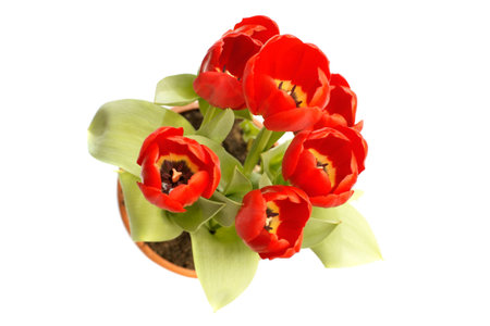 red tulips in pot above view isolatedの写真素材