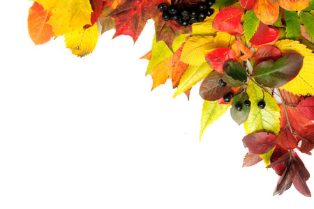 corner from autumn leaves