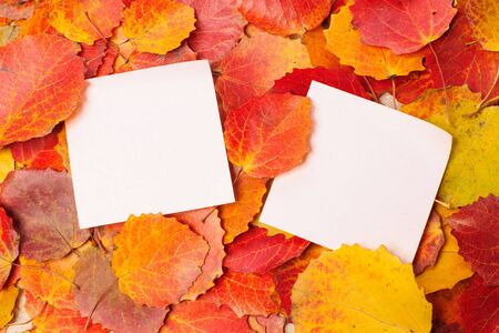 background from autumn leavesの写真素材