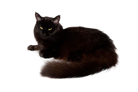 black maine coon cat against white backgroundの写真素材