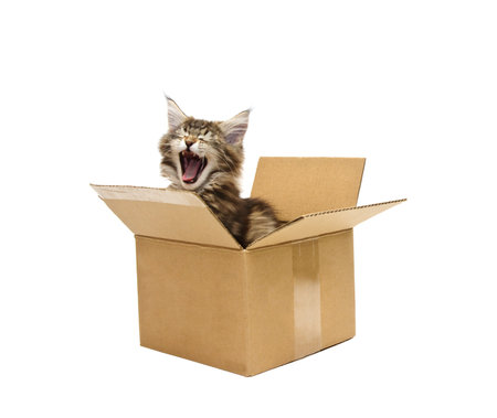 small kitten in box against white backgroundの写真素材