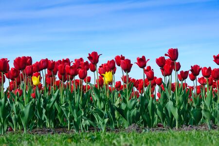field with red and yellow tulipsの写真素材