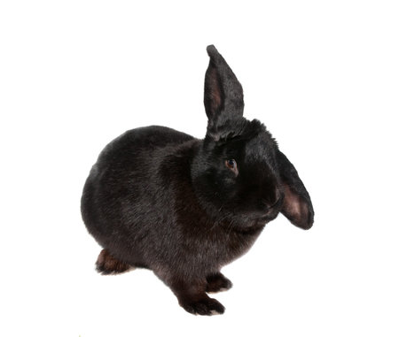 black rabbit isolated on white backgroundの写真素材
