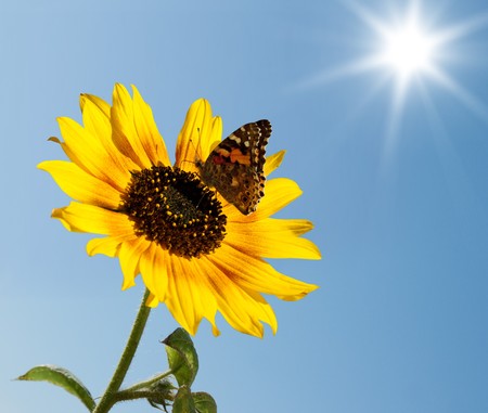 The butterfly on a sunflower against clear sky backgroundの写真素材