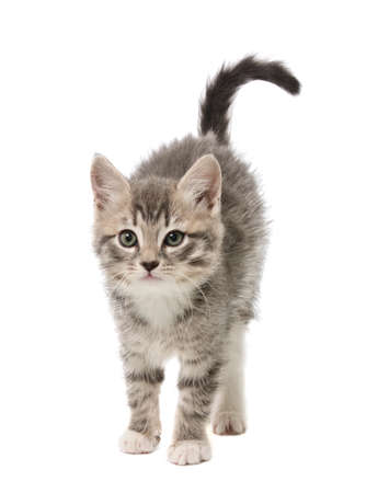 The small kitten has curved a back against white backgroundの写真素材