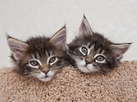 Two small kittensの写真素材