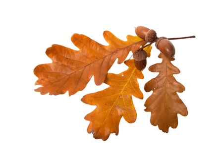 leaves and acorns isolated on white backgroundの写真素材