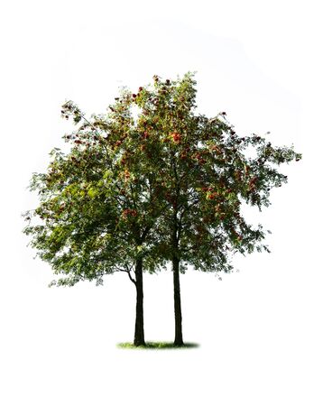two rowan tree isolated on white backgroundの写真素材