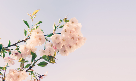 Soft focus Cherry Blossom or Sakura flower on nature backgroundの写真素材