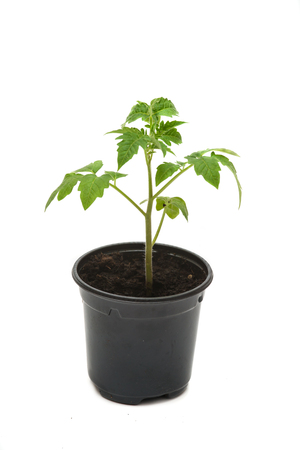 Tomato seedling in pot  isolated on a white background の写真素材