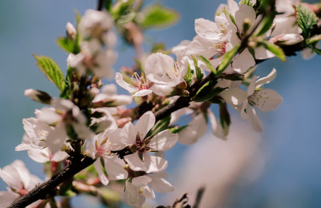 White blossom flower and pink bud on a apple tree branch in spring bloom full of bright light as...